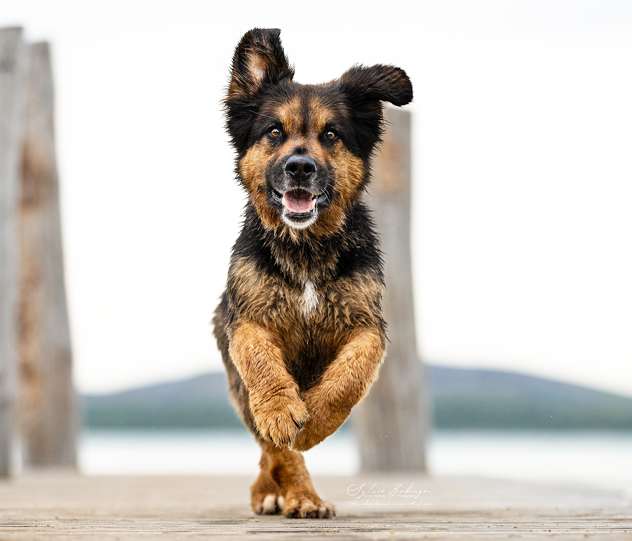 Hund auf Steg Hund auf Steg