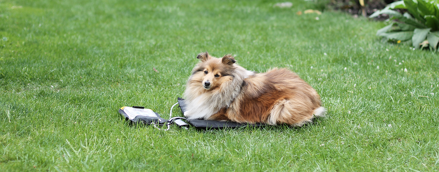 Hund auf Wiese